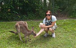 Kangaroo Australia Zoo