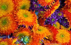 Farmers Market Flowers