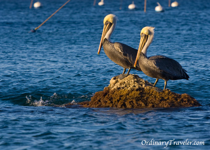 Pelicans on Catalina Island