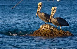 Pelicans on Catalina Island