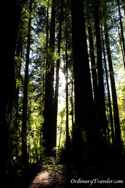 Avenue of the Giants