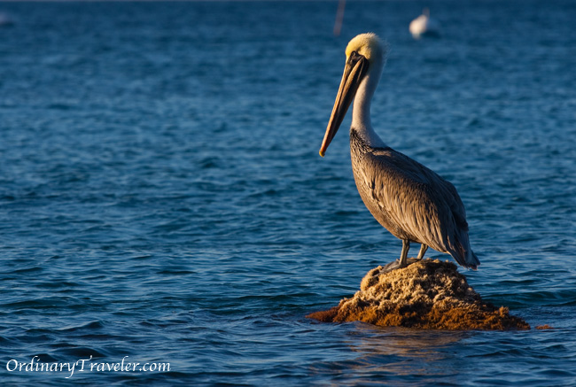 Catalina Island Pelican