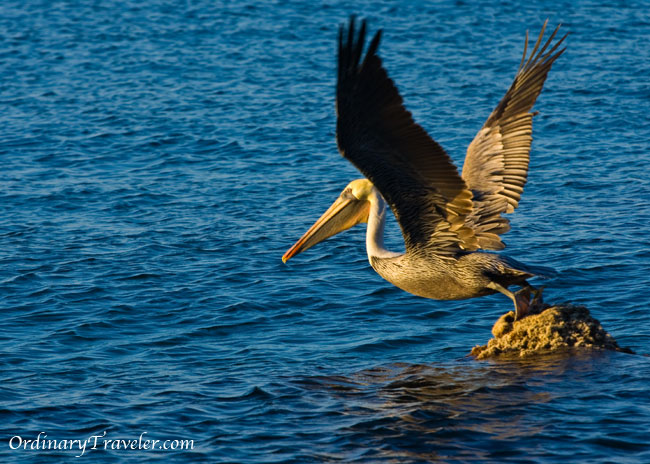Catalina Island Pelican