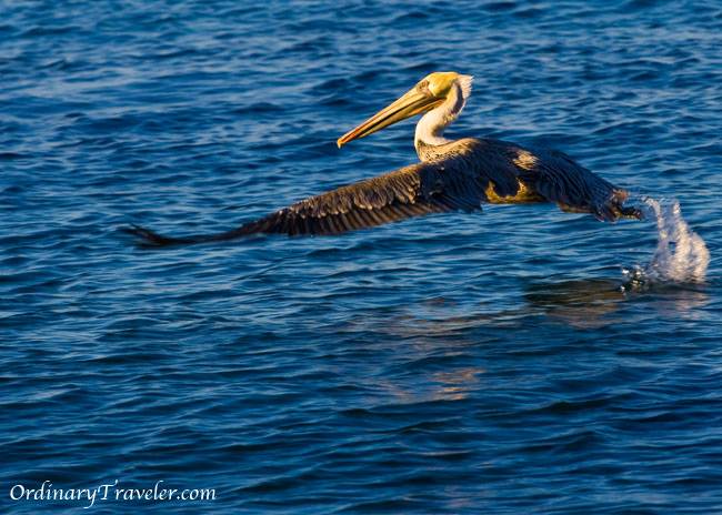 Catalina Island Pelican