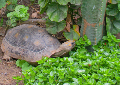 Naylamp Turtle 