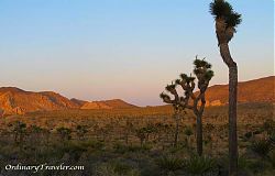 Joshua Tree Sunset