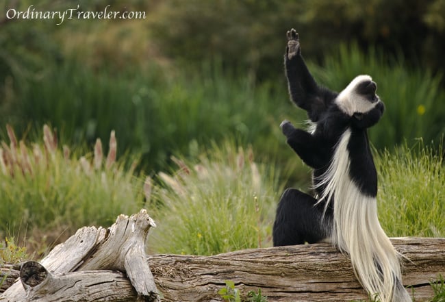 Colobus Monkey