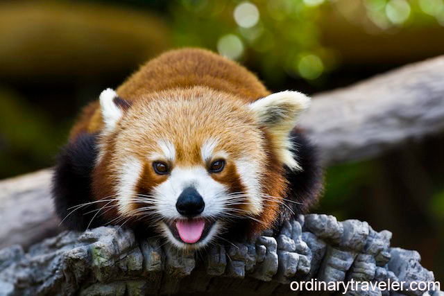 Red Panda - Australia Zoo