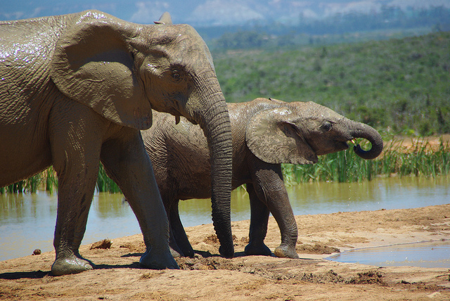 South African Wildlife