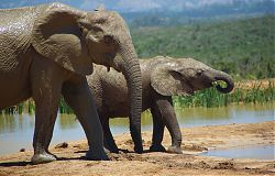 South African Wildlife