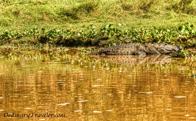 Crocodile Chitwan National Park - Nepal Crocodile Chitwan National Park - Nepal