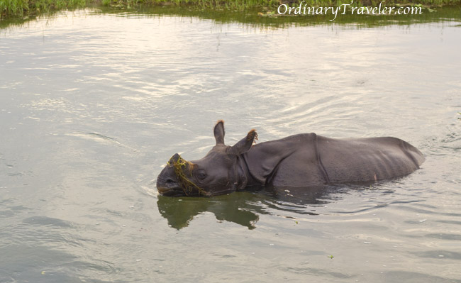 One Horned Rhino