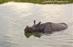 One Horned Rhino