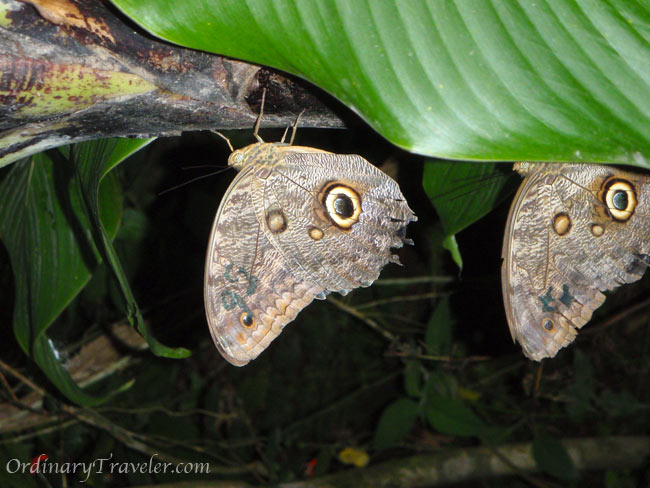 Butterflies in Costa Rica