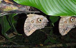 Butterflies in Costa Rica