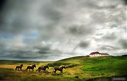 Iceland Horse Farm