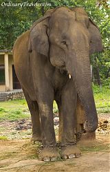 Chained Elephant - Chitwan, Nepal