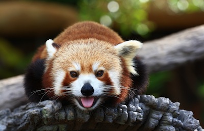Red Panda Australia Zoo