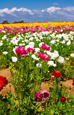 Carlsbad, California Flower Fields