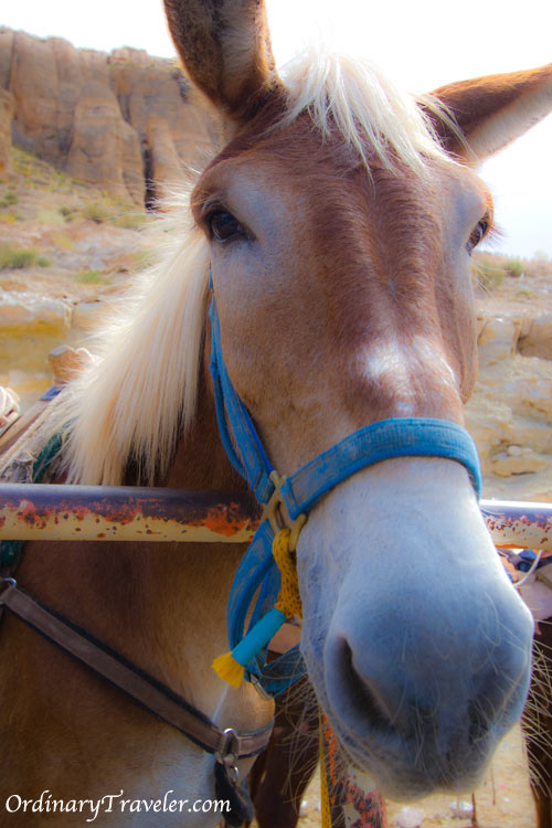 Pack Mule - Havasu Falls, Arizona