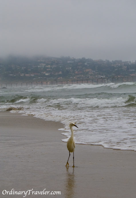 Crane at Blacks Beach - San Diego, CA 