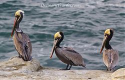 Pelicans at La Jolla Cove in San Diego, CA