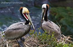 Two Pelicans - San Diego La Jolla Cove